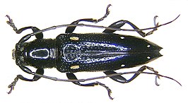 Ichthyodes acutipennis