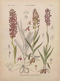 plate 30 - (text explanation page 17) Orchis coriophora Orchis fragrans Anacamptis coriophora