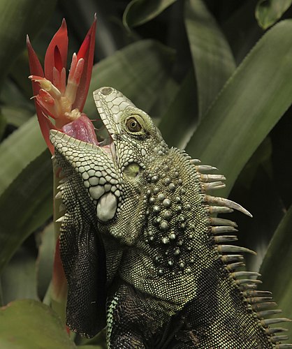 Обыкновенная игуана (Iguana iguana) в парке «Мир бабочек», Стелленбос, ЮАР