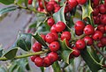 * Nomination Chinese holly (Ilex cornuta) --Robert Flogaus-Faust 17:45, 25 April 2024 (UTC) * Promotion  Support Good quality. --Rjcastillo 02:05, 26 April 2024 (UTC)