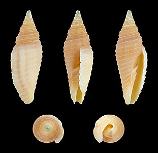 Imbricaria insculpta