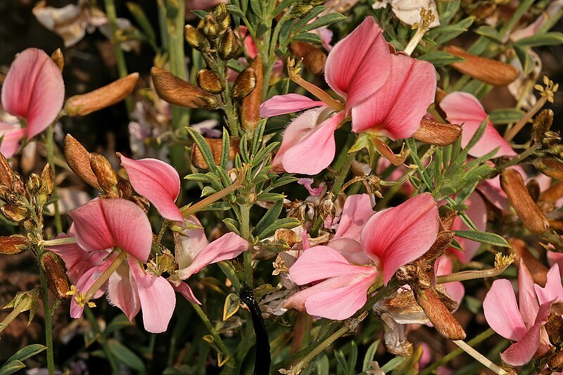 File:Indigofera hedyantha subsp. hedyantha 1178.jpg