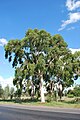 English: A tree at en:Inglewood, Victoria