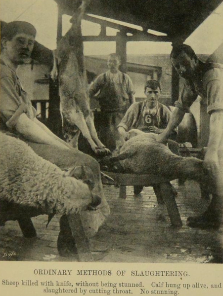 File:Inhumane slaughtering methods 1907.png