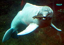 Orinocodolfijn in Zoo Duisburg