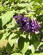 Iochroma cyaneum