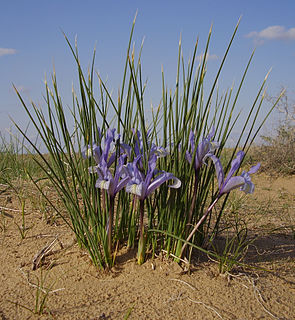 <i>Iris <span style="font-style:normal;">ser.</span> Tenuifoliae</i> Group of flowering plants