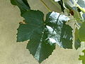 Photograph of Isabella grape leaf on the vine with Bordeux mixture residue