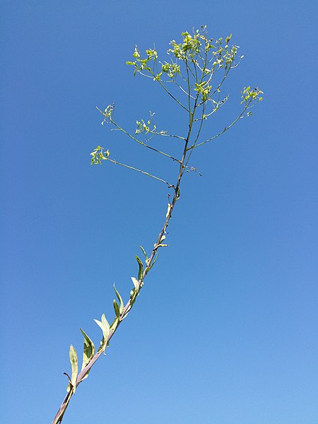 File:Isatis tinctoria (s. str.) sl31.jpg