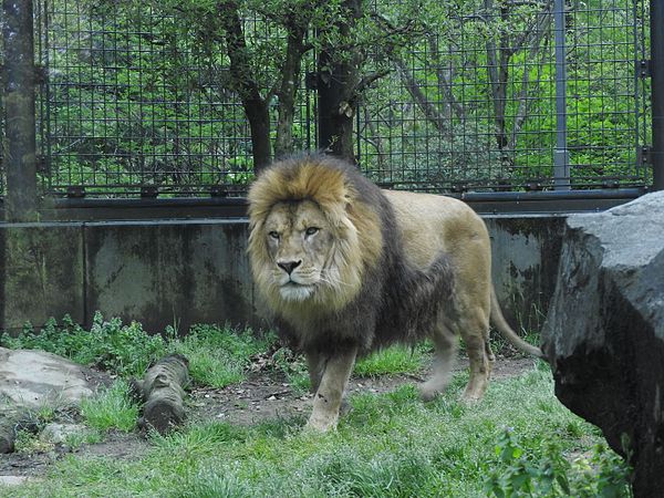 English: Animals in Ishikawa Zoo