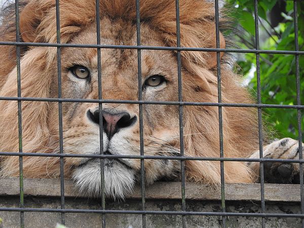 English: Animals in Ishikawa Zoo