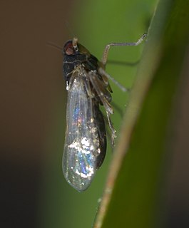 <i>Isodelphax basivitta</i> Species of true bug