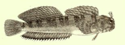 Miniatura para Istiblennius meleagris