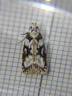 <i>Izatha epiphanes</i> Species of moth