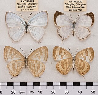 <i>Jamides pura</i> Species of butterfly