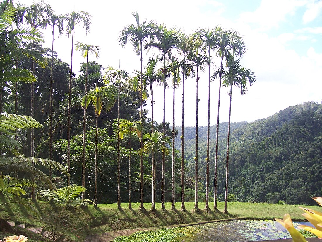 Jardín de Balata