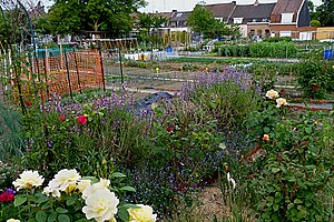 Allotments, Tourcoing, France