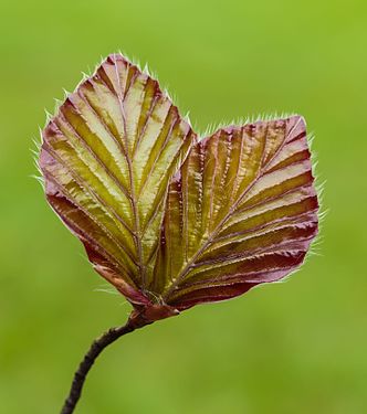 Young leaves of a red beech. Fagus sylvatica 'Purpurea'