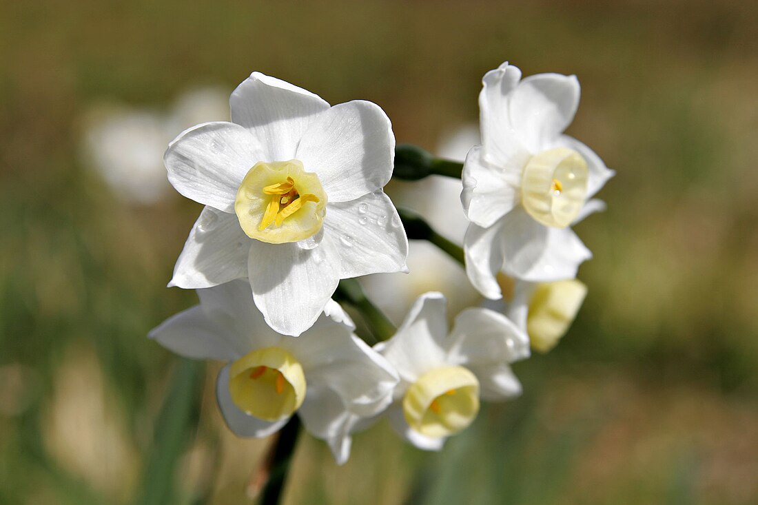 File:Jonquil flowers06.jpg