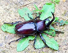 japanese fighting beetle