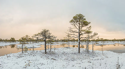 Pinheiros-silvestres (Pinus sylvestris) no pântano de Kakerdaja, Järvamaa, Estônia. (definição 8 400 × 4 667)