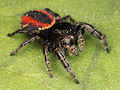 * Nomination Adult female Phidippus johnsoni jumping spider. Found at China Camp State Park, California. By User:Kaldari --Lmbuga 23:21, 19 May 2012 (UTC) * Withdrawn Sorry I can't say the reasons in english: (es) Ya han sido aceptadas dos imágenes del mismo objeto. Esta es, por lo que parece, la peor. Es solamente una imagen, no es necesario que haya tres. Gracias a todos--Lmbuga 23:07, 26 May 2012 (UTC)