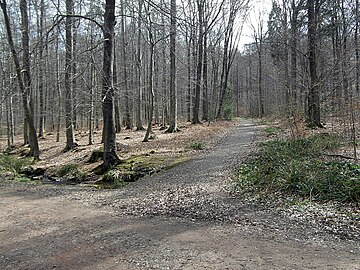 Wanderweg auf der Trasse im Deister