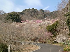 「うきうき林」の梅林