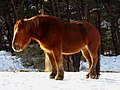 2018年2月17日 (土) 08:53時点における版のサムネイル