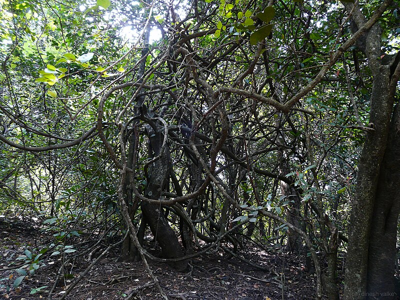 File:Karnala Bird Sanctuary (2978625272).jpg