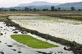 Karonga rice fields.jpg