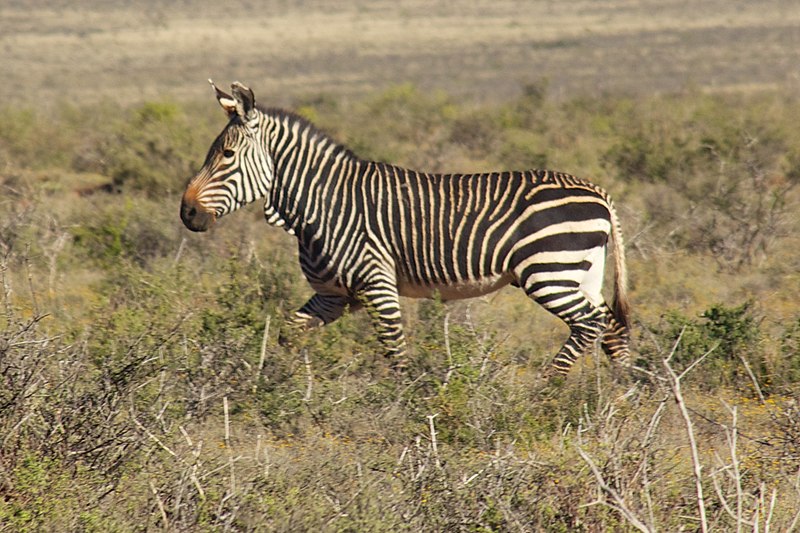 File:Karoo National Park 2014 34.jpg