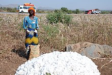 Cotton harvesting Kdfcoton4.JPG