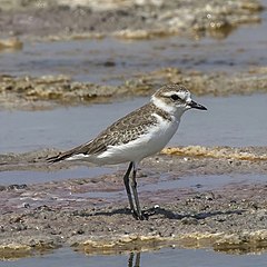 Kentish plover Charadrius alexandrinus