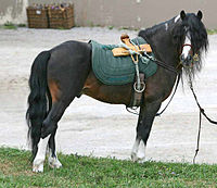 Kerry bøjet pony hingst.jpg