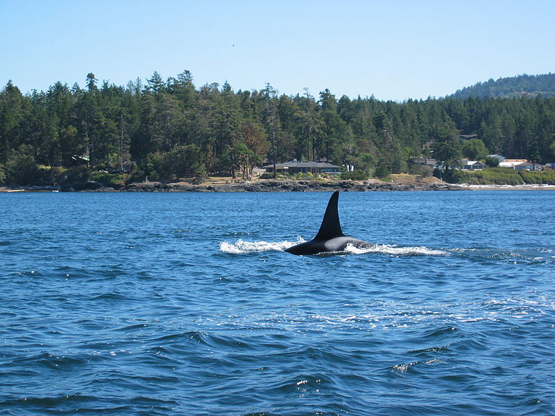 File:Killer Whale near Victoria BC.JPG