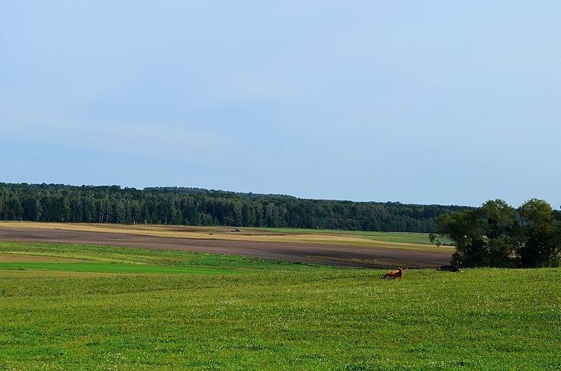 File:Klebiškio miškas.JPG