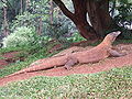 Komodo di kebun binatang Ragunan