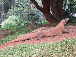 Komodo dragon in Ragunan Zoo