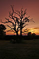 Uschlý solitérní dub při západu slunce