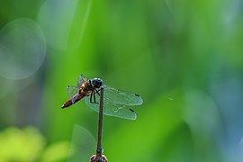 Libellula (Anisoptera sp.)