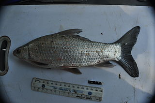 <i>Labeo rosae</i> Species of fish