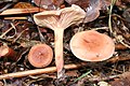 !Lactarius decipiens!