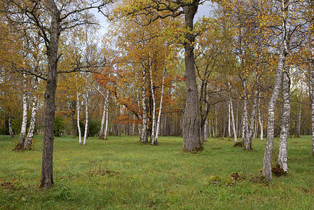 Laelatu wooded meadow