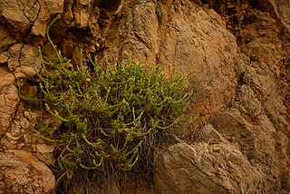 <i>Lafuentea</i> Genus of plants