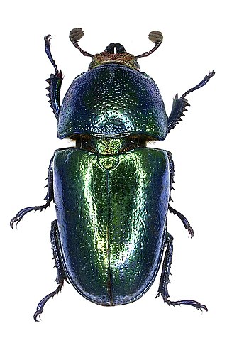 <i>Lamprima adolphinae</i> Species of beetle