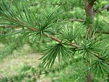 Larix Decidua 01072.jpg