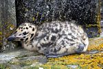 Larus glaucescens3. jpg