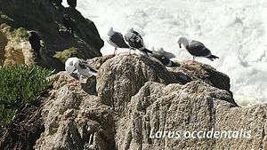 Fil: Larus occidentalis ved Bodega Bay.webm