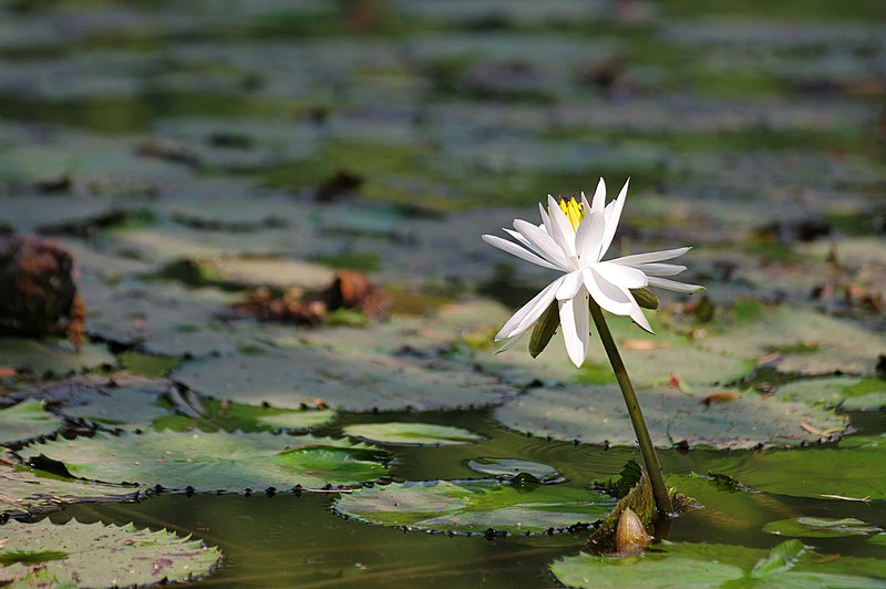 File:Law Garden, Ahmedabad - India (4052133455).jpg